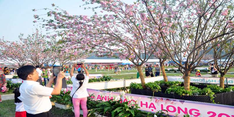 Lễ hội Hoa Anh Đào tại Hạ Long vào cuối tháng 3