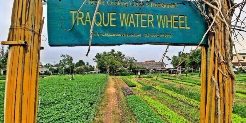 Những luống rau thẳng tắp được chăm sóc tỉ mỉ mỗi ngày