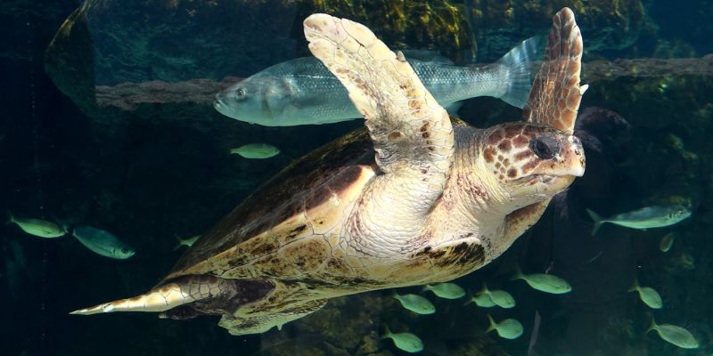 Mẫu rùa biển được bảo tồn và giới thiệu tại Viện Hải dương học