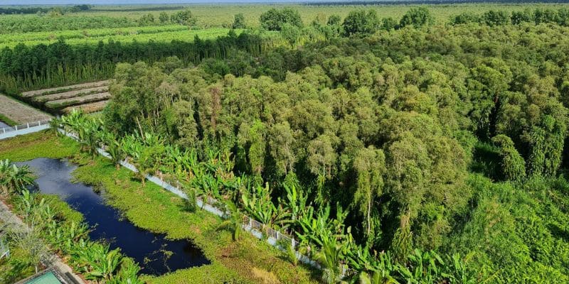 Mỗi mùa U Minh Hạ lại mang một vẻ đẹp riêng biệt