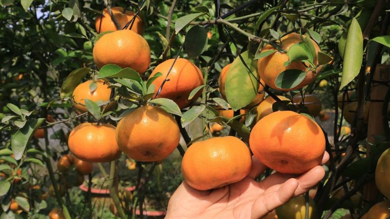 Món quà bổ rẻ cho người thân