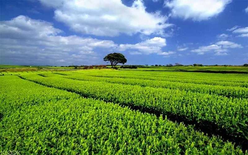 Trà xanh từ đảo Jeju là món quà tinh tế