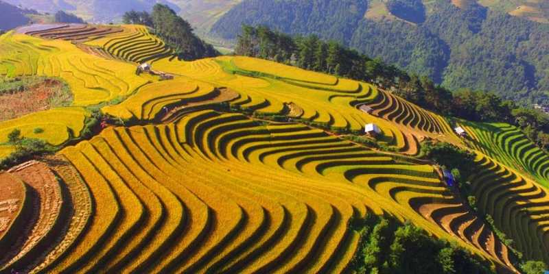 Ruộng bậc thang chuyển màu