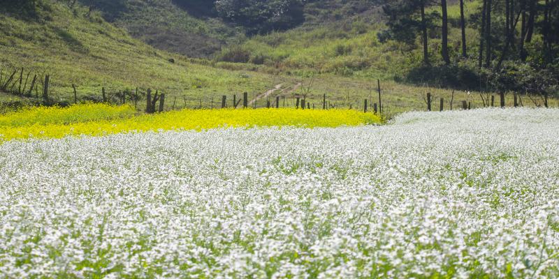 Du lịch Mộc Châu mùa nào đẹp không thể bỏ qua mùa hoa cải trắng