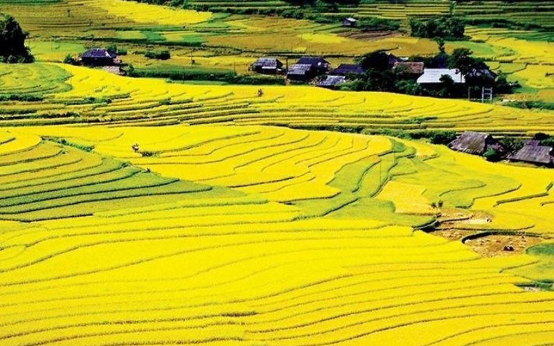 Mùa lúa chín được cho là thời gian lý tưởng nhất khi tới Mường Thanh