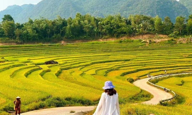 Mùa lúa chín vàng là thời điểm khung cảnh tuyệt đẹp