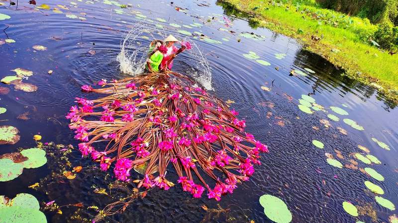 Mùa nước lũ về tràn ngập các loài hoa nở rộ