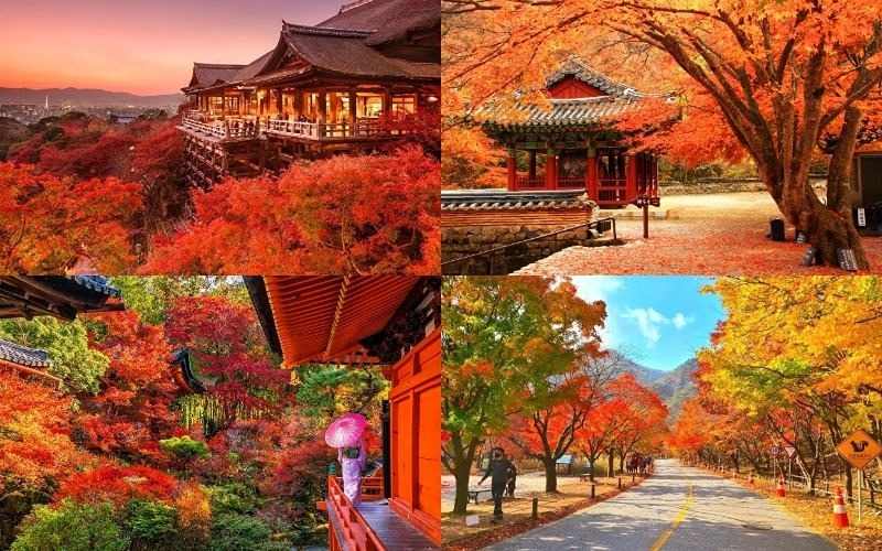 Nên đi du lịch Nhật Bản hay Hàn Quốc đẻ giúp trải nghiệm tốt hơn?