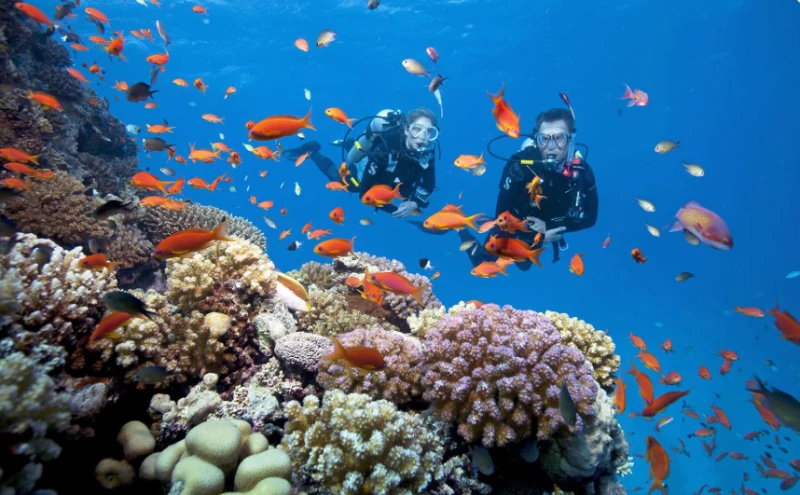 Ngắm nhìn san hô dưới đáy biển