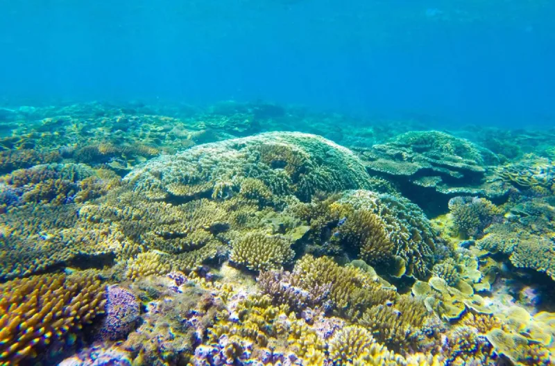 Ngắm san hô dưới biển