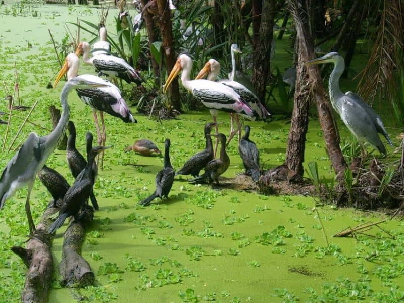 Rừng bảo tồn nhiều loài quý hiếm