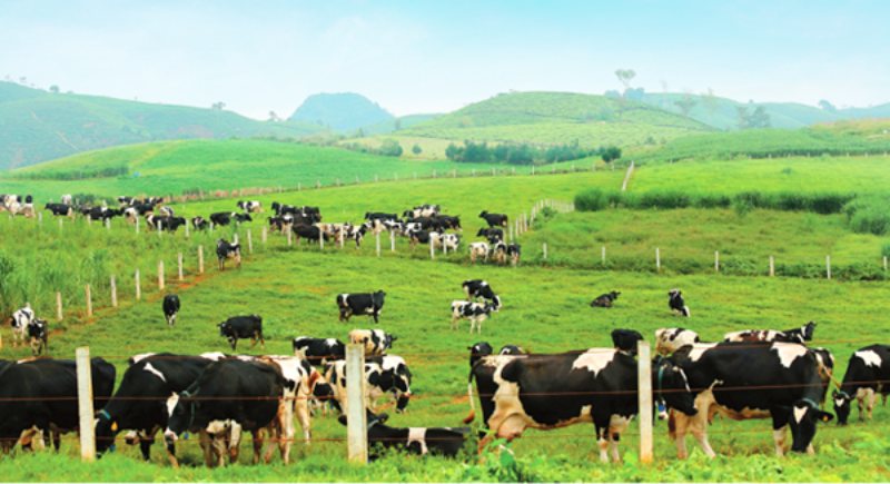 Tham quan nông trại bò sữa Mộc Châu