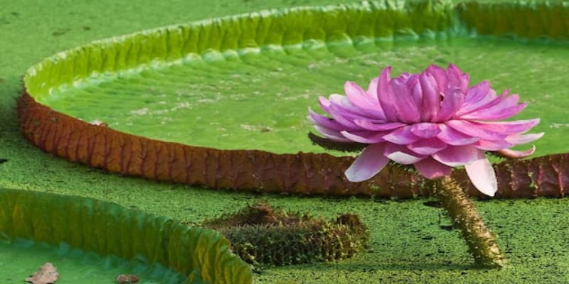 Chú ý về trang phục khi tham quan chùa