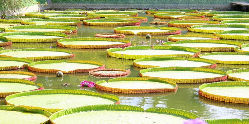 Chùa có hai hồ nước rộng với nhiều lá sen nổi lềnh bềnh