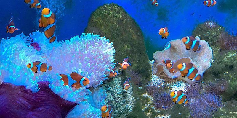 Rạn nhân tạo mô phỏng hệ sinh thái đáy biển đẹp lung linh