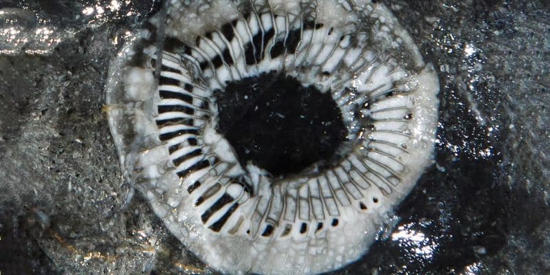 Rất nhiều hóa thạch được phát hiện tại đây