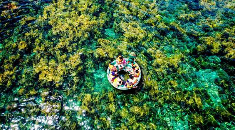 Rong mơ vàng dưới biển