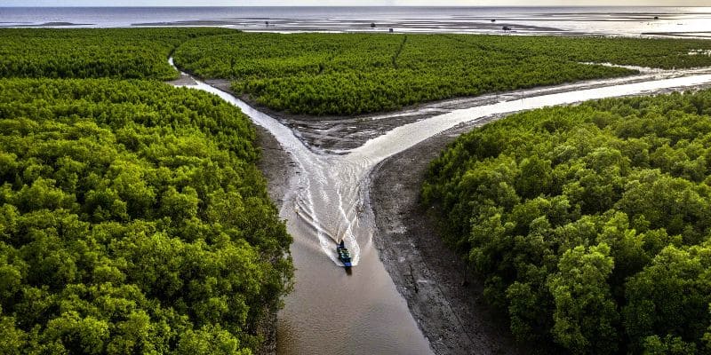 Rừng ngập mặn Cà Mau lấn biển giữ phù sa