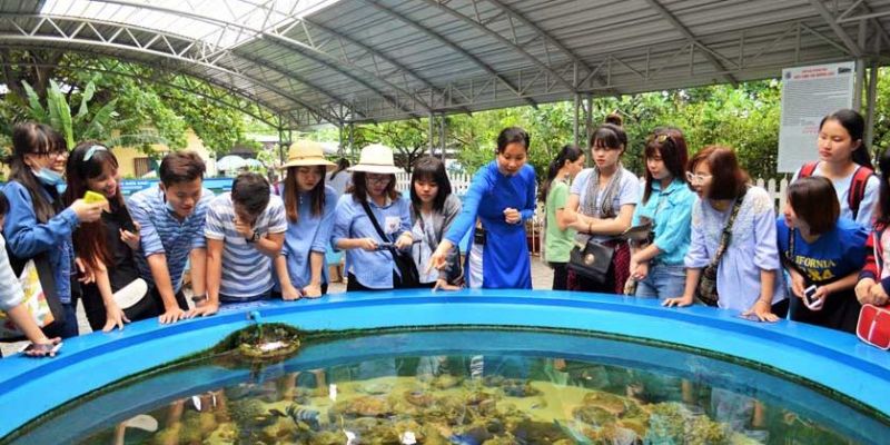 Khu rừng ngập mặn thu nhỏ bên trong Viện Hải dương học Nha Trang