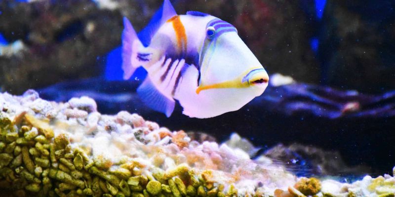 Khu trưng bày sinh vật biển phát sáng độc đáo