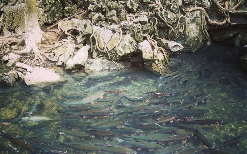 Suối cá Thần Cẩm Lương là một địa điểm linh thiêng