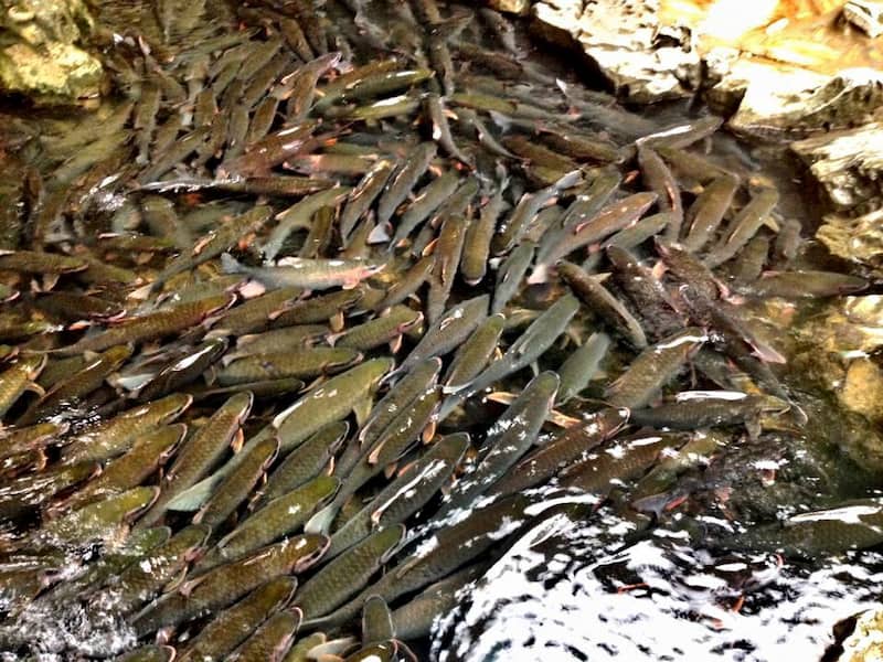 Suối cá thần Cẩm Lương nay thuộc xã Cẩm Tú tỉnh Thanh Hoá