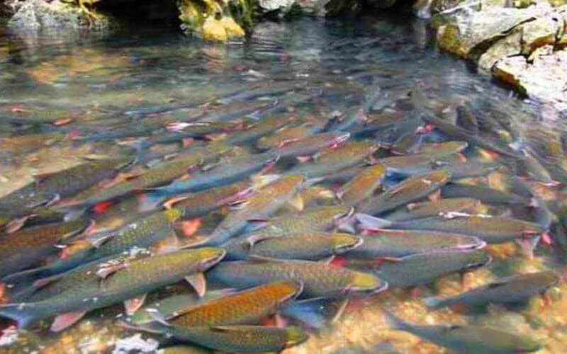 Có nhiều truyền thuyết thần bí xoay quanh đàn cá thần