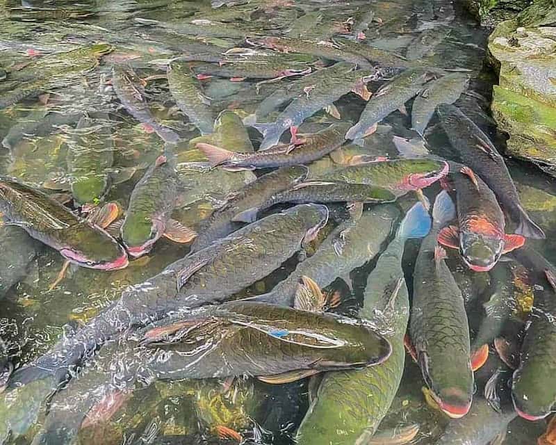 Người ta luôn tin rằng cá thần rất linh thiêng nên không bao giờ đánh bắt để ăn