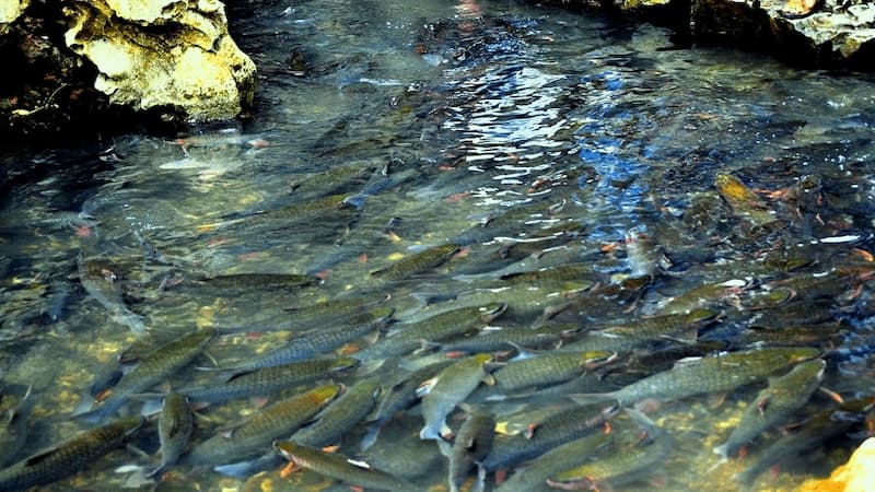 Hàng ngàn con cá có trọng lượng lớn bơi lội trong khu vực tầm 100m