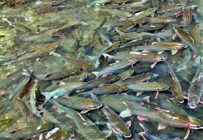 Cảnh tượng cả đàn cá chen chúc với nhau trông như bức tranh 3D sống động