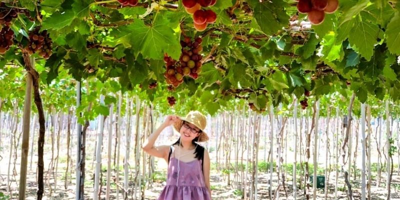 Vườn nho Thái An với những giàn nho trĩu quả xanh mát