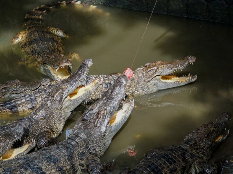 Câu cá sấu tại khu du lịch đầy thú vị