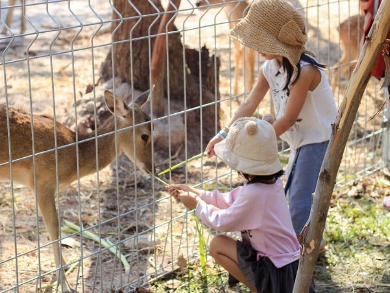 Tham quan vườn thú Mini Zoo