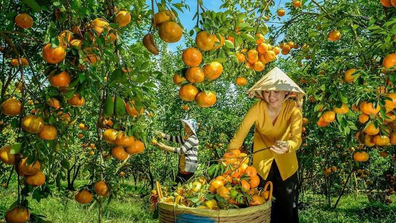 Thăm quan vườn trái cây miền Tây trĩu quả