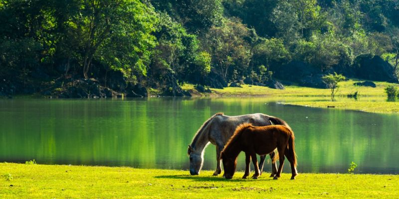 Ngắm nhìn thảo nguyên Đồng Lâm sẽ giúp bạn giảm mệt mỏi sau chuyến đi dài