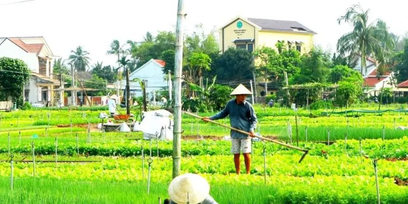 Những thửa rau xanh trải dài tạo nên bức tranh đồng quê tuyệt đẹp