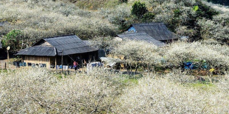 Lạc vào xứ sở thần tiên với một màu trắng hoa mận