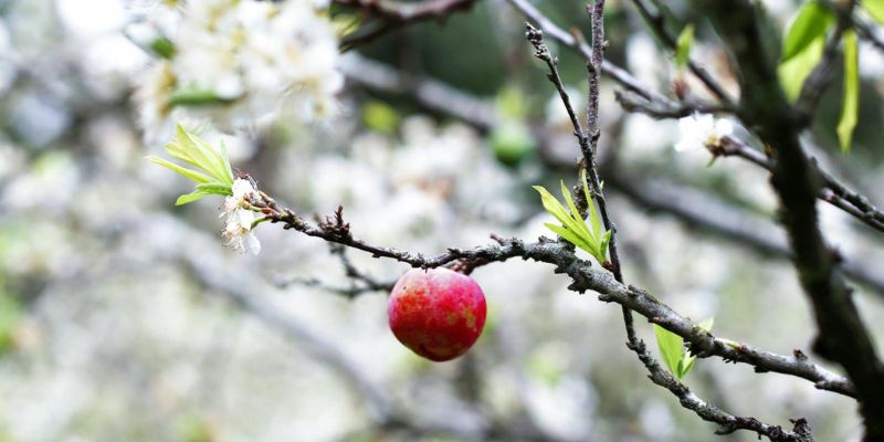 Thung lũng mận Nà Ka rực rỡ vào mùa quả chín