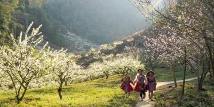 Thung Lũng Mu Náu - Chốn Thiên Đường Mận Núi Tây Bắc Cuốn Hút