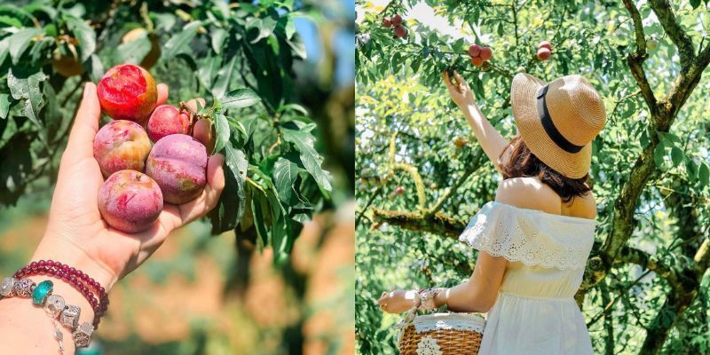 Hoạt động hái mận lý thú tại thung lũng Mu Náu