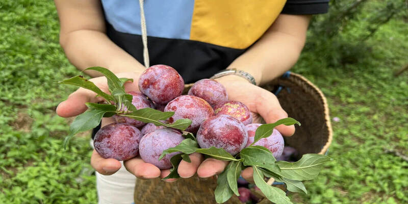 Mùa mận chín với đa dạng hoạt động trải nghiệm cùng nông sản thành phẩm