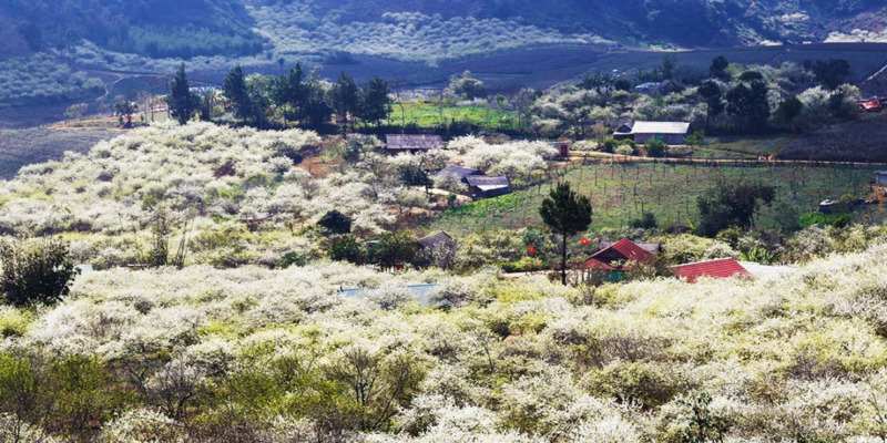 Thung lũng Mu Náu nằm ngay tại trung tâm thị trấn Mộc Châu