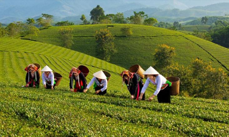 Tìm hiểu văn hóa của người dân xứ chè