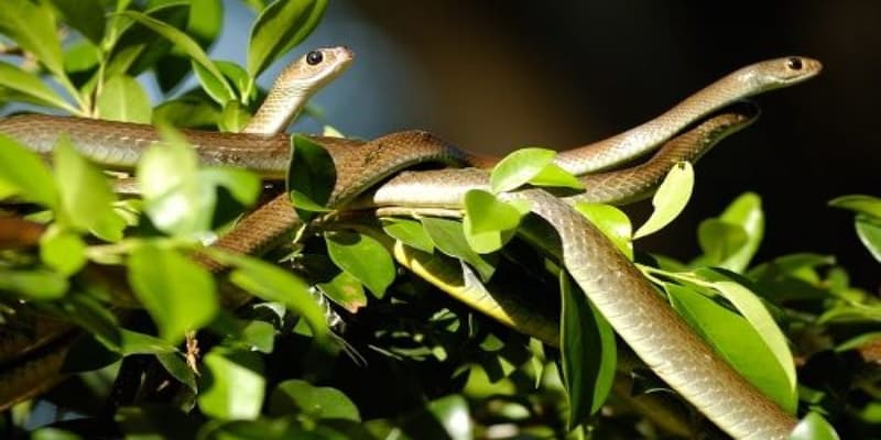 Nhân viên chăm sóc tinh tế để bảo vệ rắn