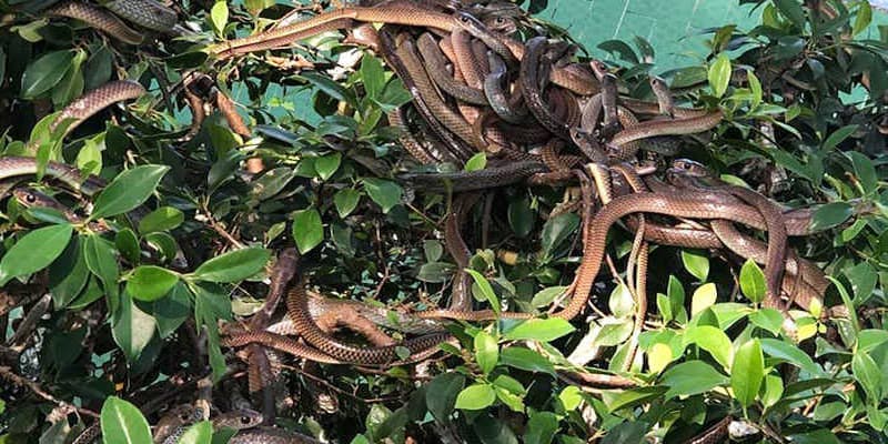 Được phép chụp hình thoải mái với rắn không độc khi tham quan