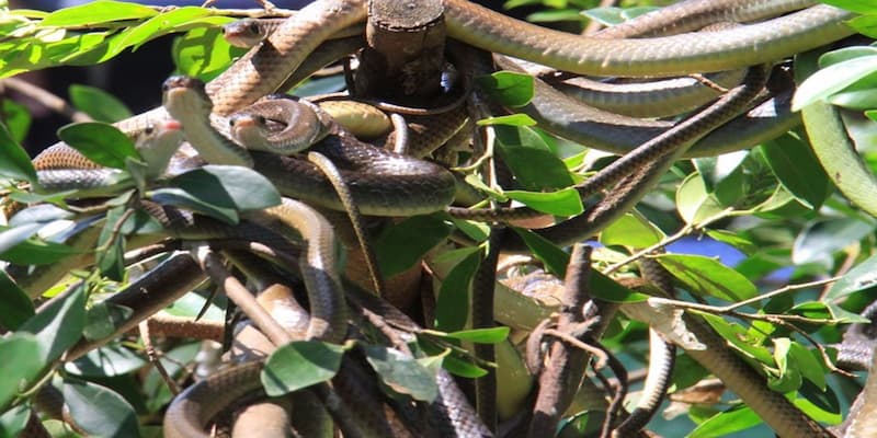 Các khu vực nuôi rắn được phân chia khác nhau