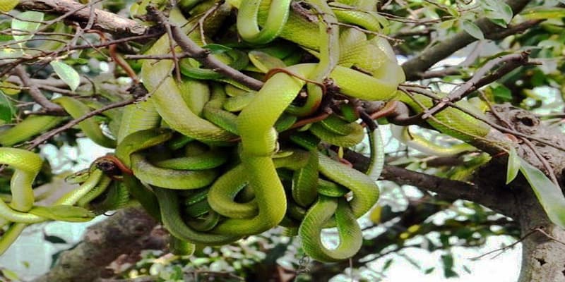 Trại rắn kinh doanh nhiều mặt hàng có ích