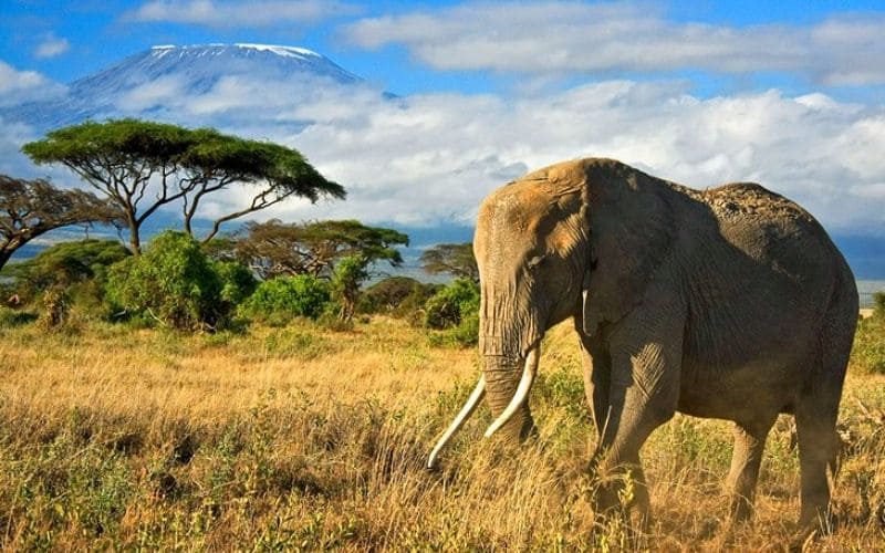 Tsavo là vườn quốc gia lớn nhất của Kenya