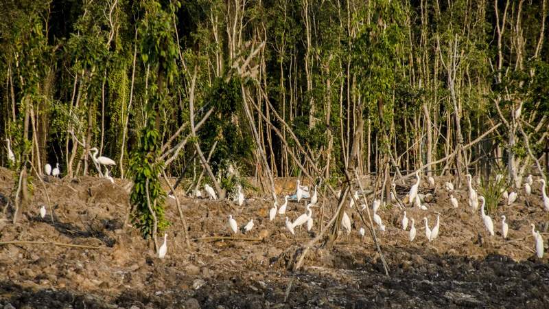 Vào khu thuần chim tìm hiểu tập quán các loài