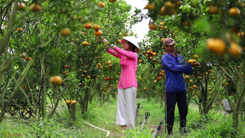 Vào vườn hoa quả để thưởng thức trái ngon